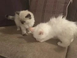 Nádherná kocicka RAGDOLL