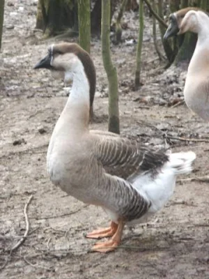 Líheň čistokrevné drůbeže z renomovaných chovů: