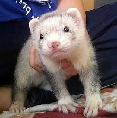 Prodám fretku, roční očkovaný sameček.