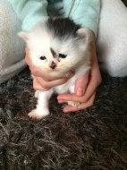 Polovina perský Ginger Žena Kitty 8 týdnů