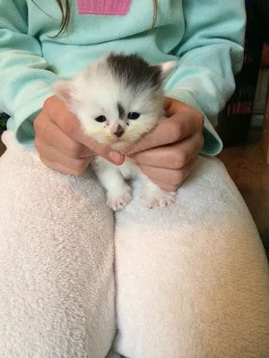 Polovina perský Ginger Žena Kitty 8 týdnů