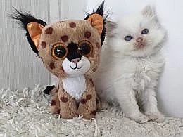 Ragdoll koťata