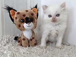 Ragdoll koťata