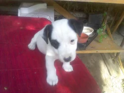 Jack russel terriér - štěňata