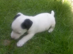 Jack russel terriér - štěňata