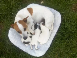 Jack russel terriér - štěňata