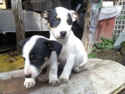Jack russel terriér - štěňata