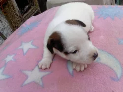 Jack russel terriér - štěňata