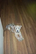 Narození štěňátek - Wheaten