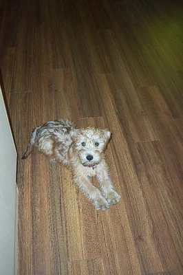 Narození štěňátek - Wheaten