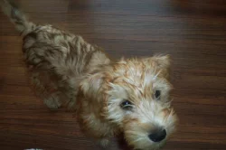 Narození štěňátek - Wheaten