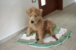 Narození štěňátek - Wheaten