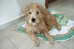 Narození štěňátek - Wheaten