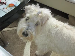 Narození štěňátek - Wheaten