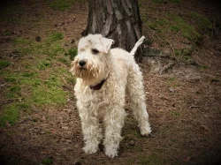 Narození štěňátek - Wheaten