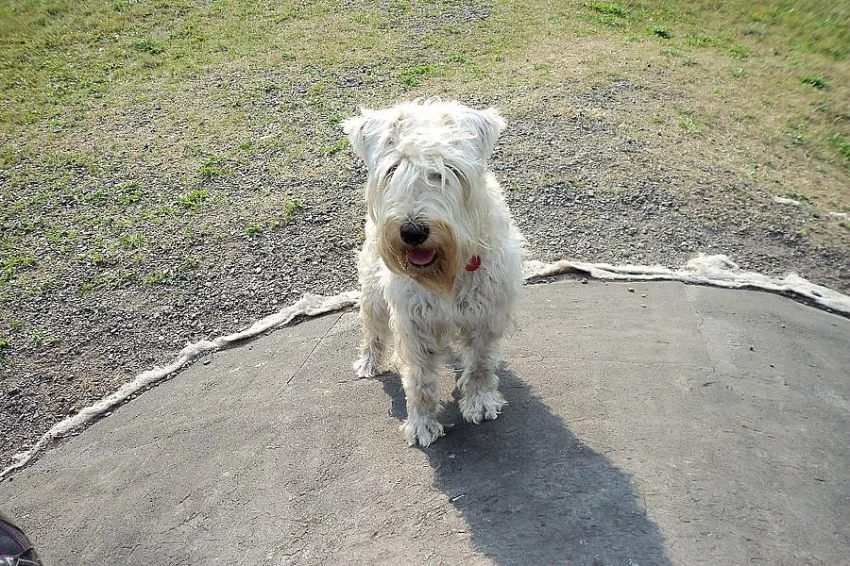 Narození štěňátek - Wheaten