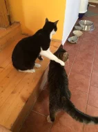 Sherlock a Colombo hledají domov