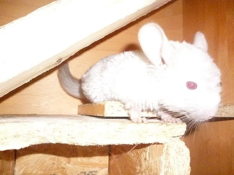 Mláďata činčil