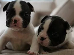 Francouzský buldoček s PP