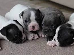 Francouzský buldoček s PP