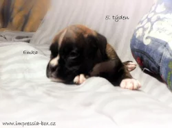 S PP štěňátka žíh. boxerů