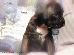 S PP štěňátka žíh. boxerů