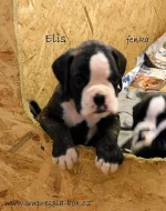 S PP štěňátka žíh. boxerů