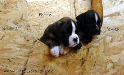 S PP štěňátka žíh. boxerů