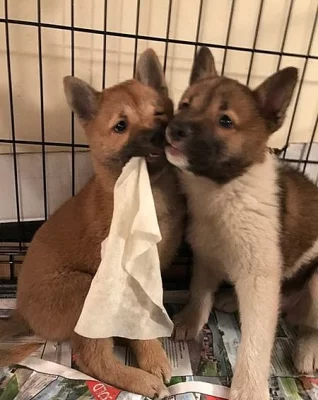 Štěňatka Shiba inu s PP