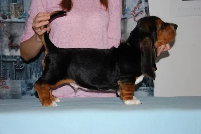 Basset hound