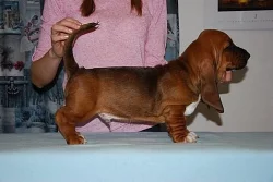 Basset hound