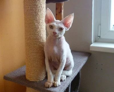 Prodám koťátko Devon rex s PP na mazlíka