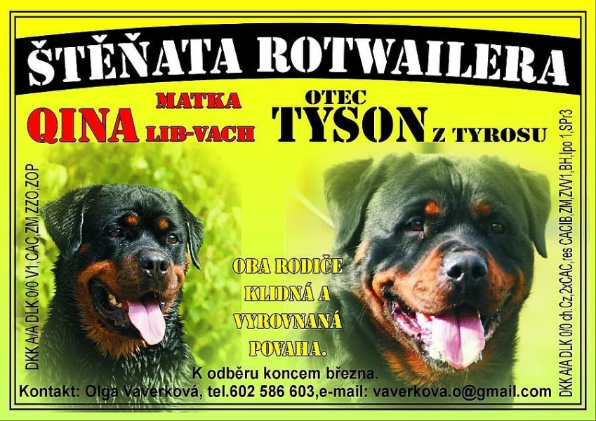Štěňata rotvajlera