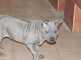 Thajský ridgeback modrý