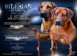 Rhodéský ridgeback s PP