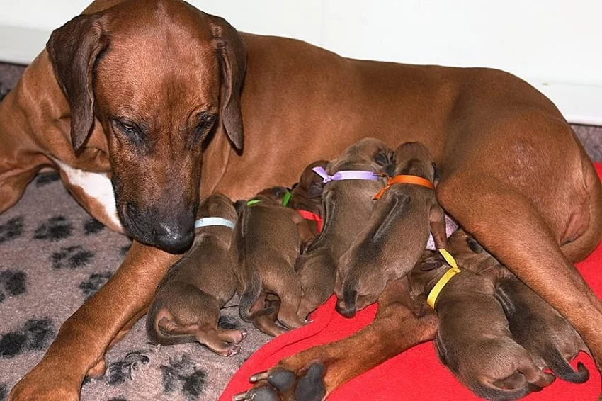 Rhodéský ridgeback s PP
