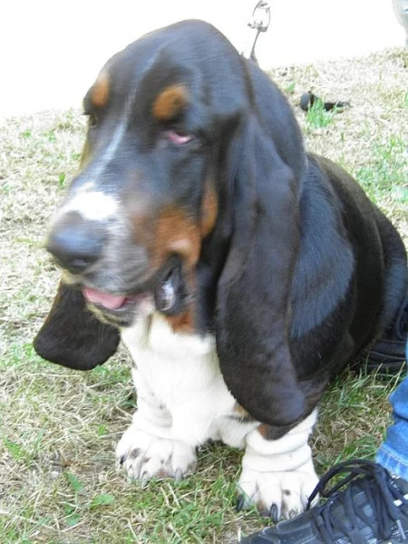 Basset Hound