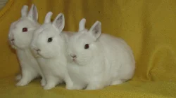 CELÁ ČR - zakrslí + střední králíci