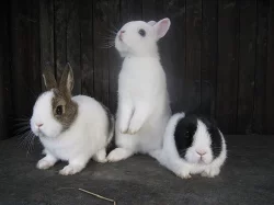 CELÁ ČR - zakrslí + střední králíci