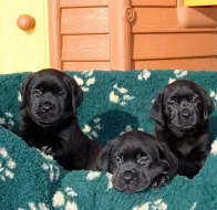 Labrador - štěňátka
