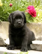 Labrador - štěňátka