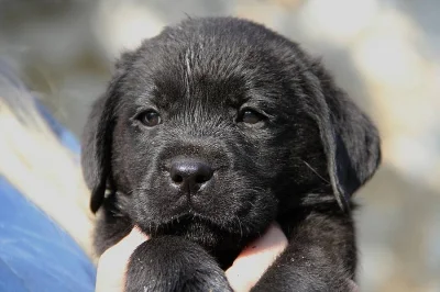 Labrador - štěňátka