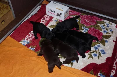 Labrador retriever
