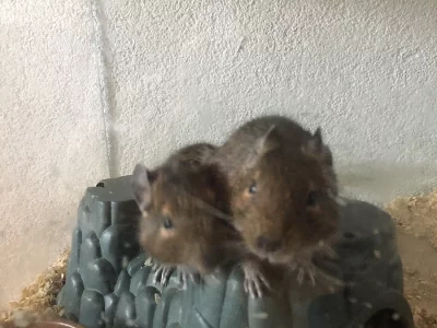 Osmák Degu