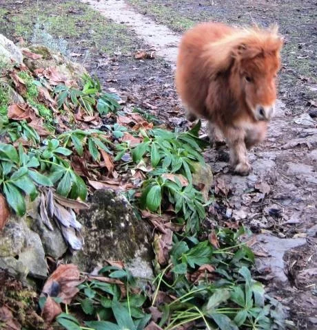 Minipony