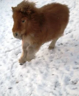 Minipony