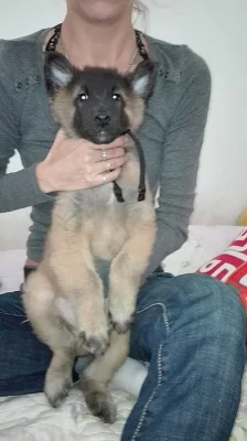 Belgický ovčák Tervueren