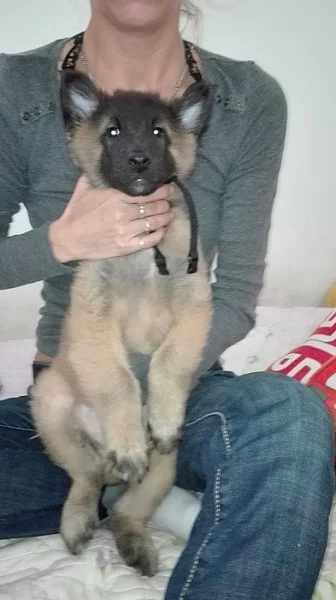 Belgický ovčák Tervueren