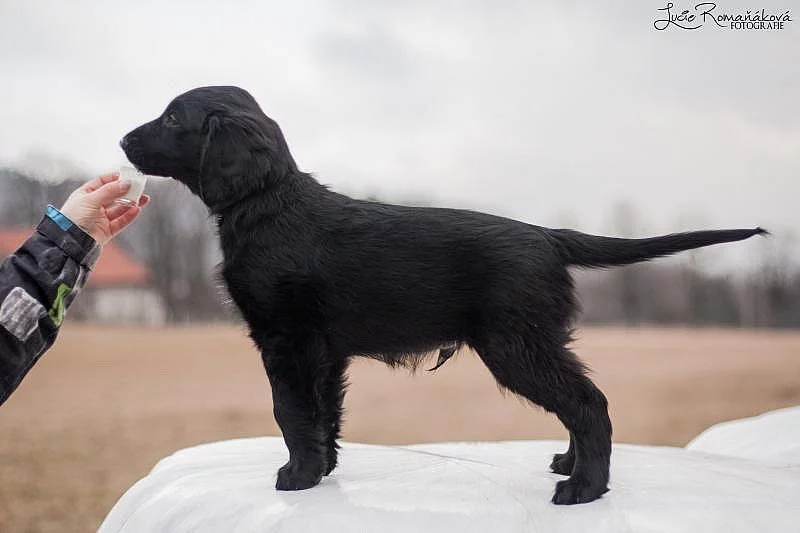 Flat coated retriever s PP k dispozici