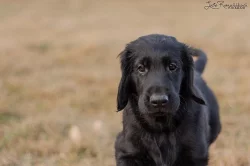 Flat coated retriever s PP k dispozici
